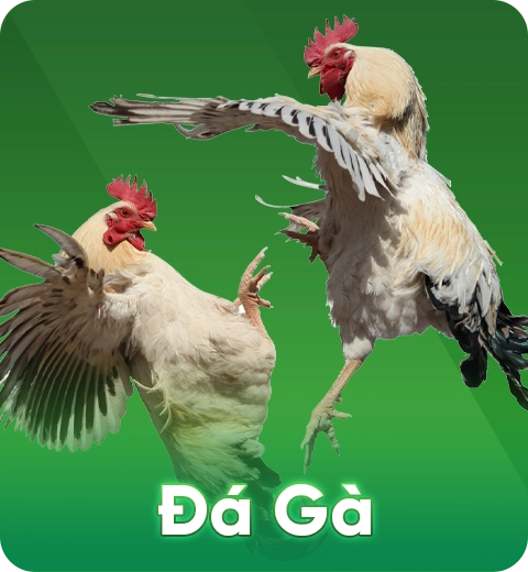 Hình ảnh đá gà trực tuyến FeBet – trận đấu gay cấn và sôi động giữa hai chiến kê