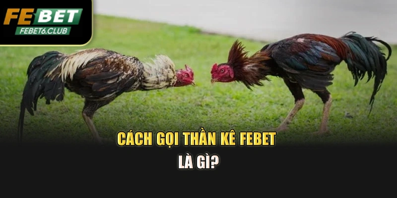 Cách gọi thần kê Febet là gì?