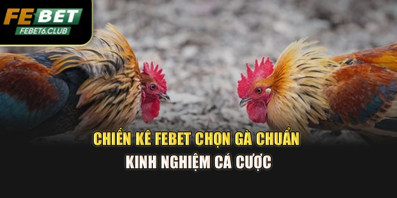 Chiến Kê Febet – Chọn Gà Chuẩn, Kinh Nghiệm Cá Cược