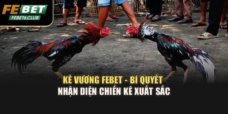 Kê Vương Febet - Bí Quyết Nhận Diện Chiến Kê Xuất Sắc