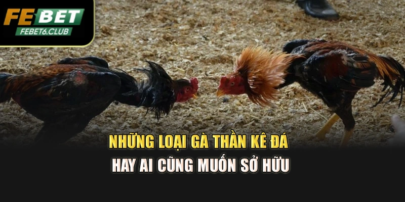 Những loại gà thần kê đá hay ai cũng muốn sở hữu