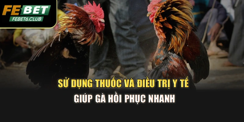 Sử dụng thuốc và điều trị y tế giúp gà hồi phục nhanh