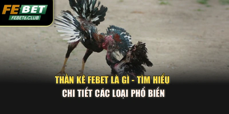 Thần Kê Febet Là Gì - Tìm Hiểu Chi Tiết Các Loại Phổ Biến