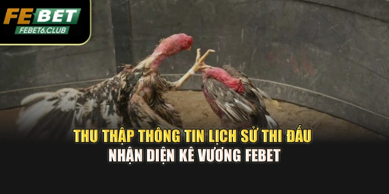Thu thập thông tin lịch sử thi đấu nhận diện kê vương febet