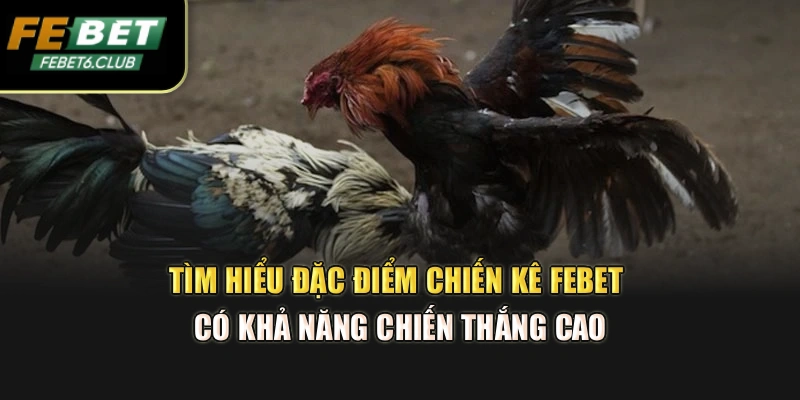 Tìm hiểu đặc điểm chiến kê FEBET có khả năng chiến thắng cao