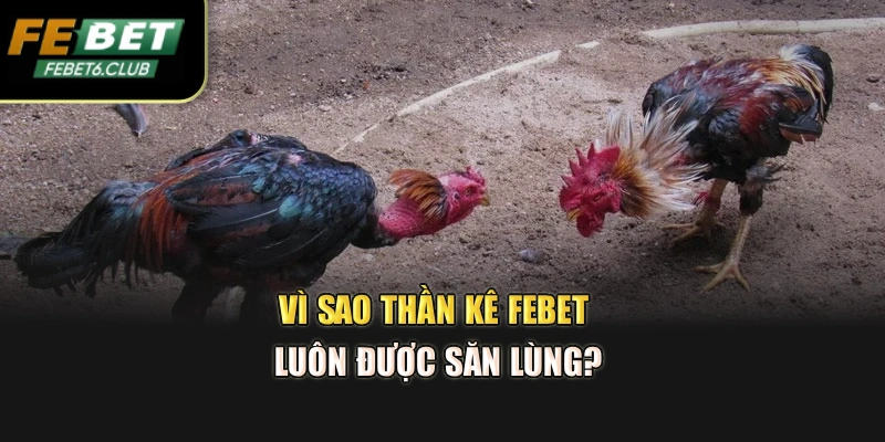 Vì sao thần kê Febet luôn được săn lùng?